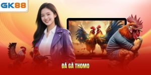 Đá gà Thomo